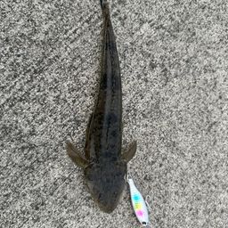 マゴチ