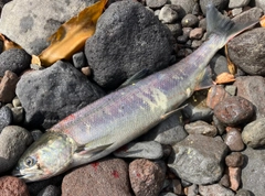 アキアジの釣果