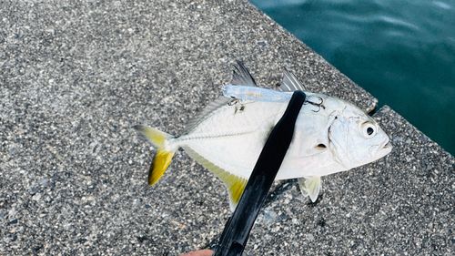メッキの釣果