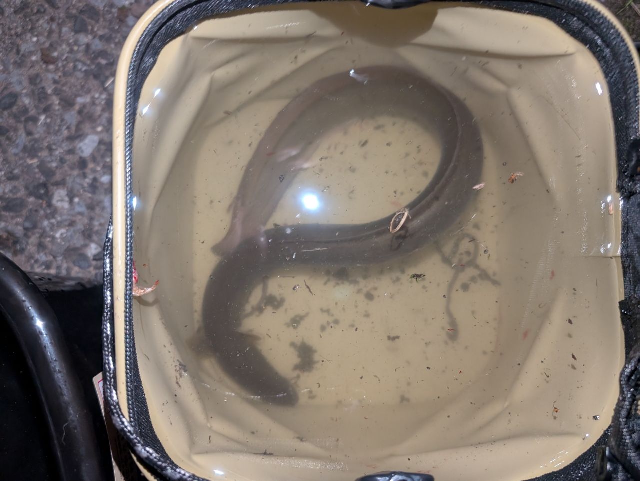 ウナギ