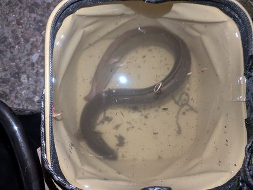 ウナギの釣果