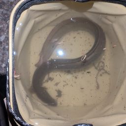 ウナギ