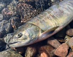 アキアジの釣果