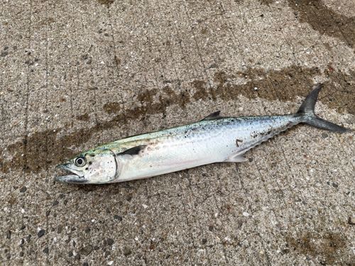 サゴシの釣果