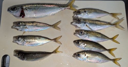 釣果