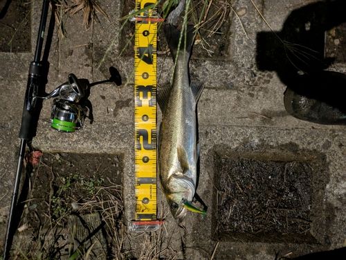 シーバスの釣果