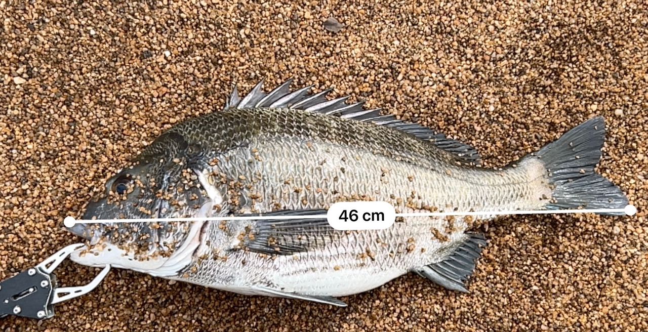 ダイワ 23シルバーウルフ 76MLB-S・W ダイワ シルバーウルフ 76MLB-S・W 23年モデル - 釣具のポイント