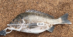 チヌの釣果