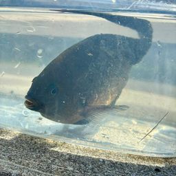 クロスズメダイ