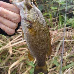 スモールマウスバス