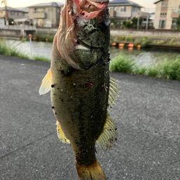 ブラックバス