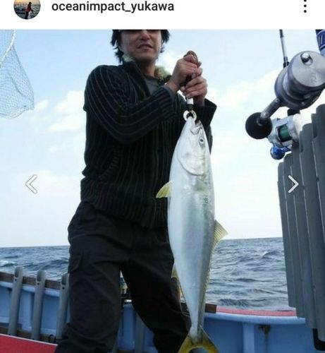 ブリの釣果