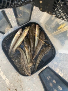 マハゼの釣果