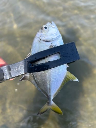 メッキの釣果