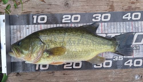 ブラックバスの釣果