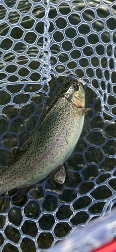 ニジマスの釣果