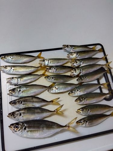 東扇島西公園