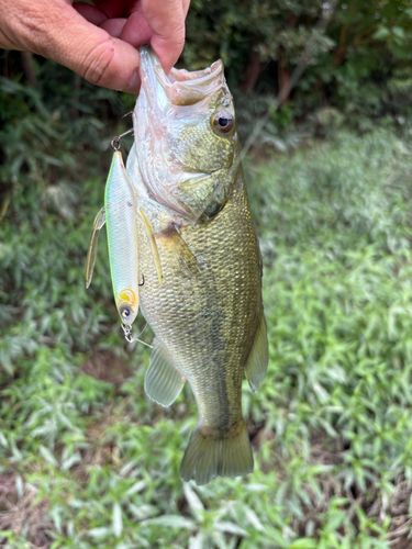 ラージマウスバスの釣果