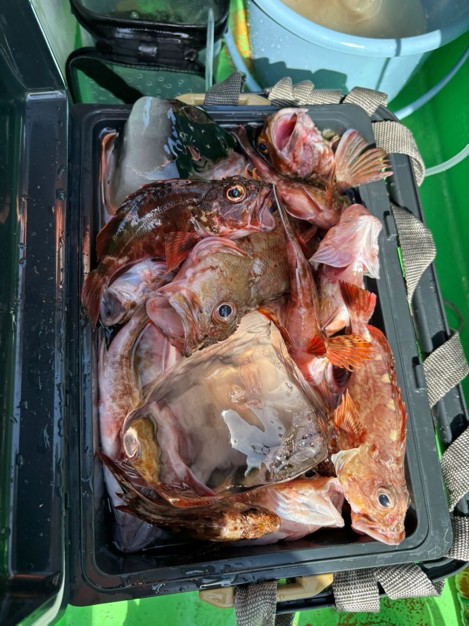 まりりさんの釣果 1枚目の画像