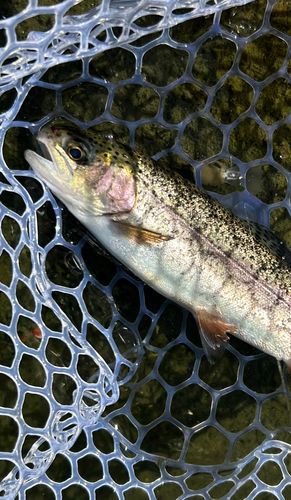 ニジマスの釣果