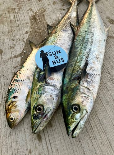 サゴシの釣果