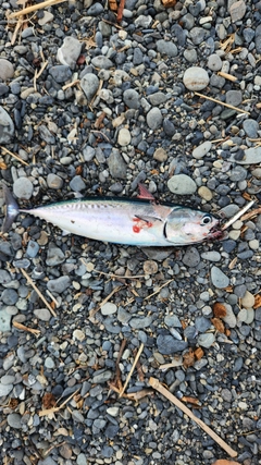 マルソウダの釣果