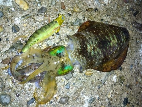 アオリイカの釣果
