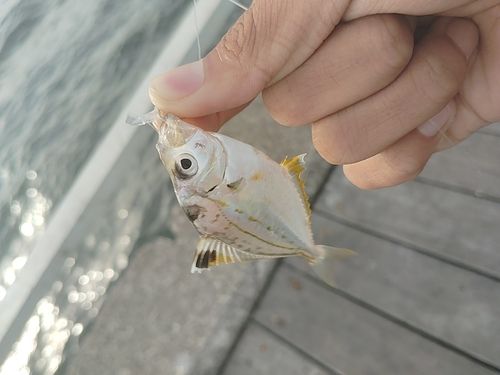片瀬漁港