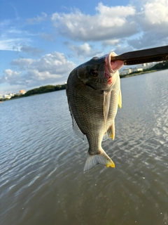 キビレの釣果