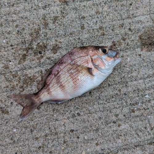 チャリコの釣果