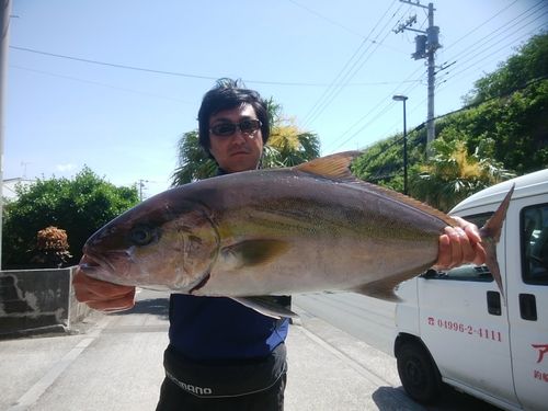 ヒレナガカンパチの釣果