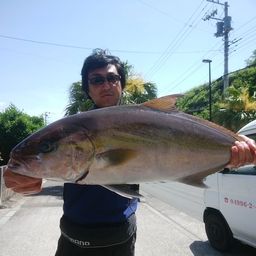 ヒレナガカンパチ