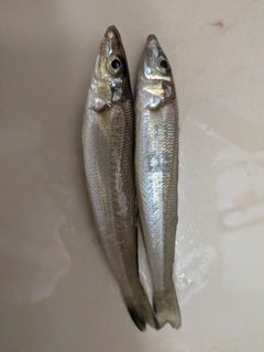 キスの釣果