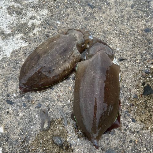 モンゴウイカの釣果
