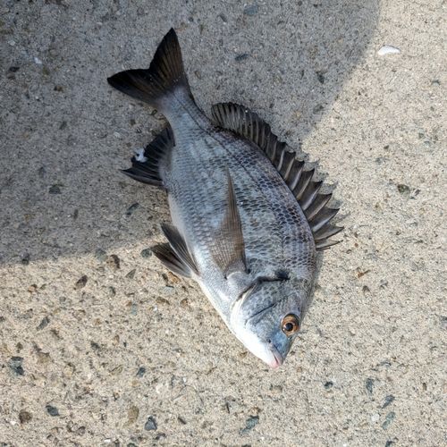 チヌの釣果