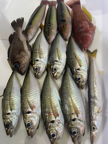 アジの釣果