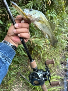ラージマウスバスの釣果
