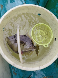 カワハギの釣果