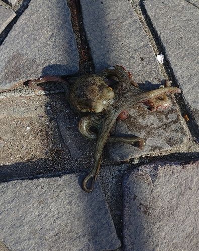 タコの釣果