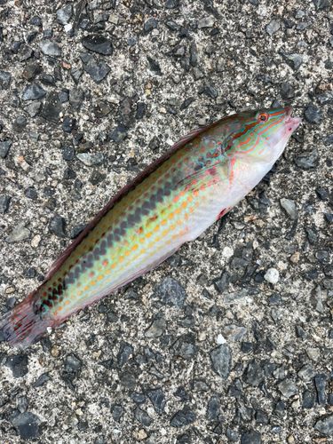 タイの釣果