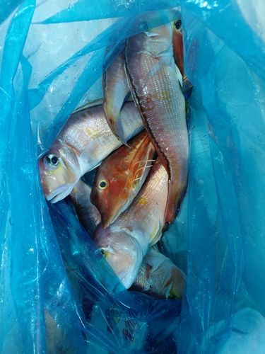 アマダイの釣果
