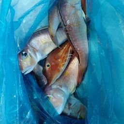 アマダイ