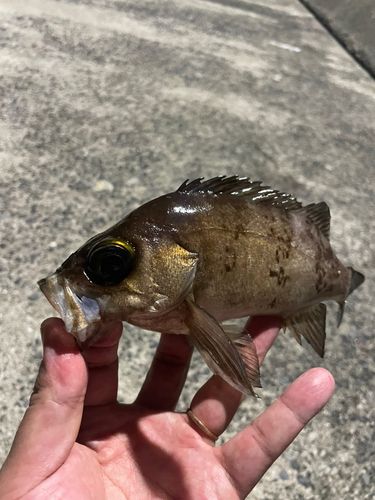 メバルの釣果