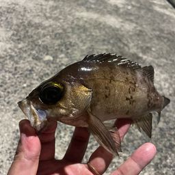 メバル