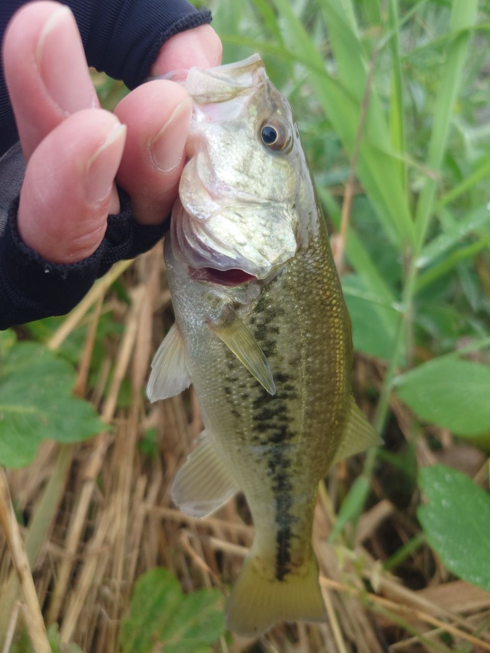 ラージマウスバス