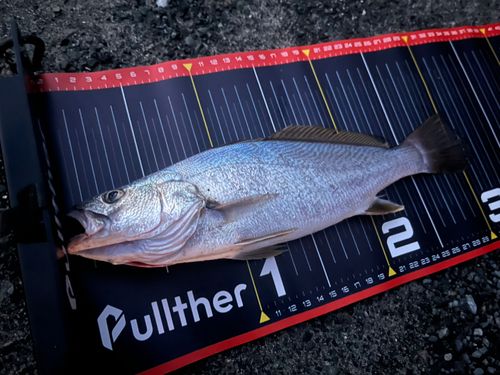 ニベの釣果