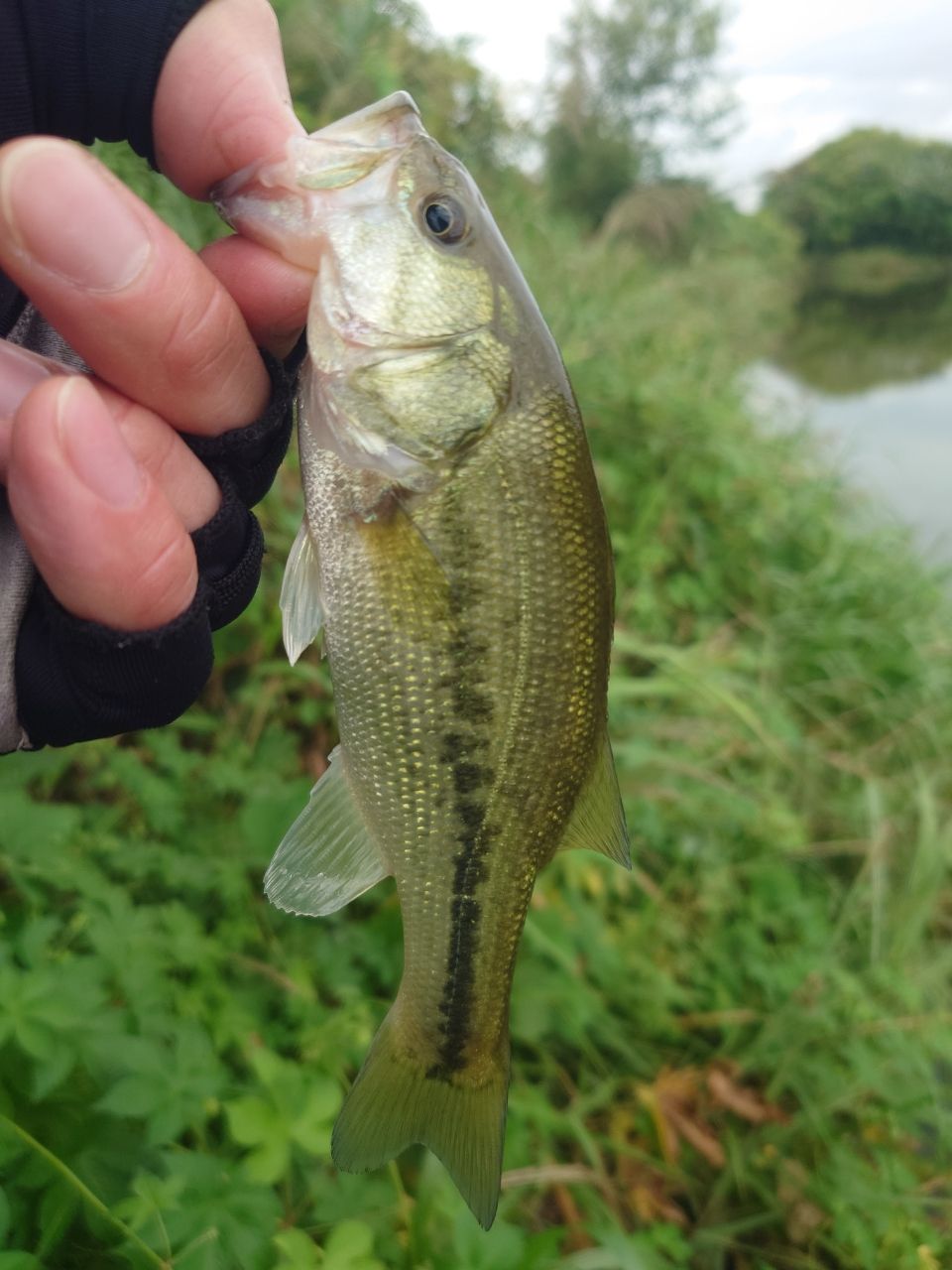 ラージマウスバス