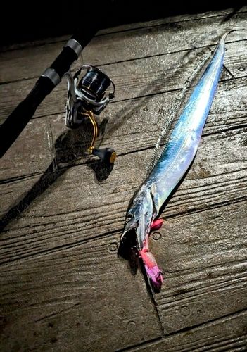 タチウオの釣果