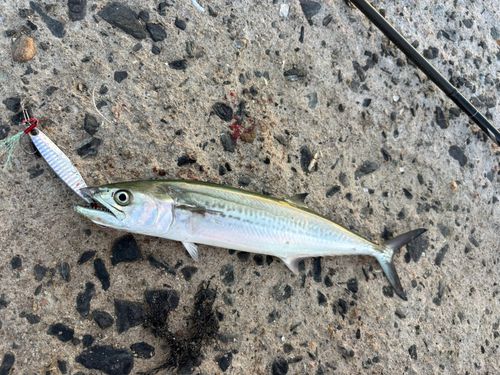 サゴシの釣果