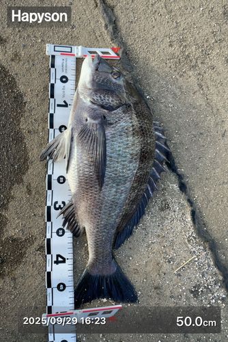 クロダイの釣果